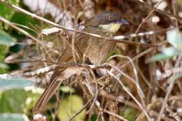 Image of Atimastillas flavicollis flavigula (Cabanis 1880)