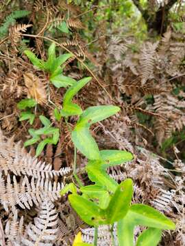 Image of Passiflora apetala Killip