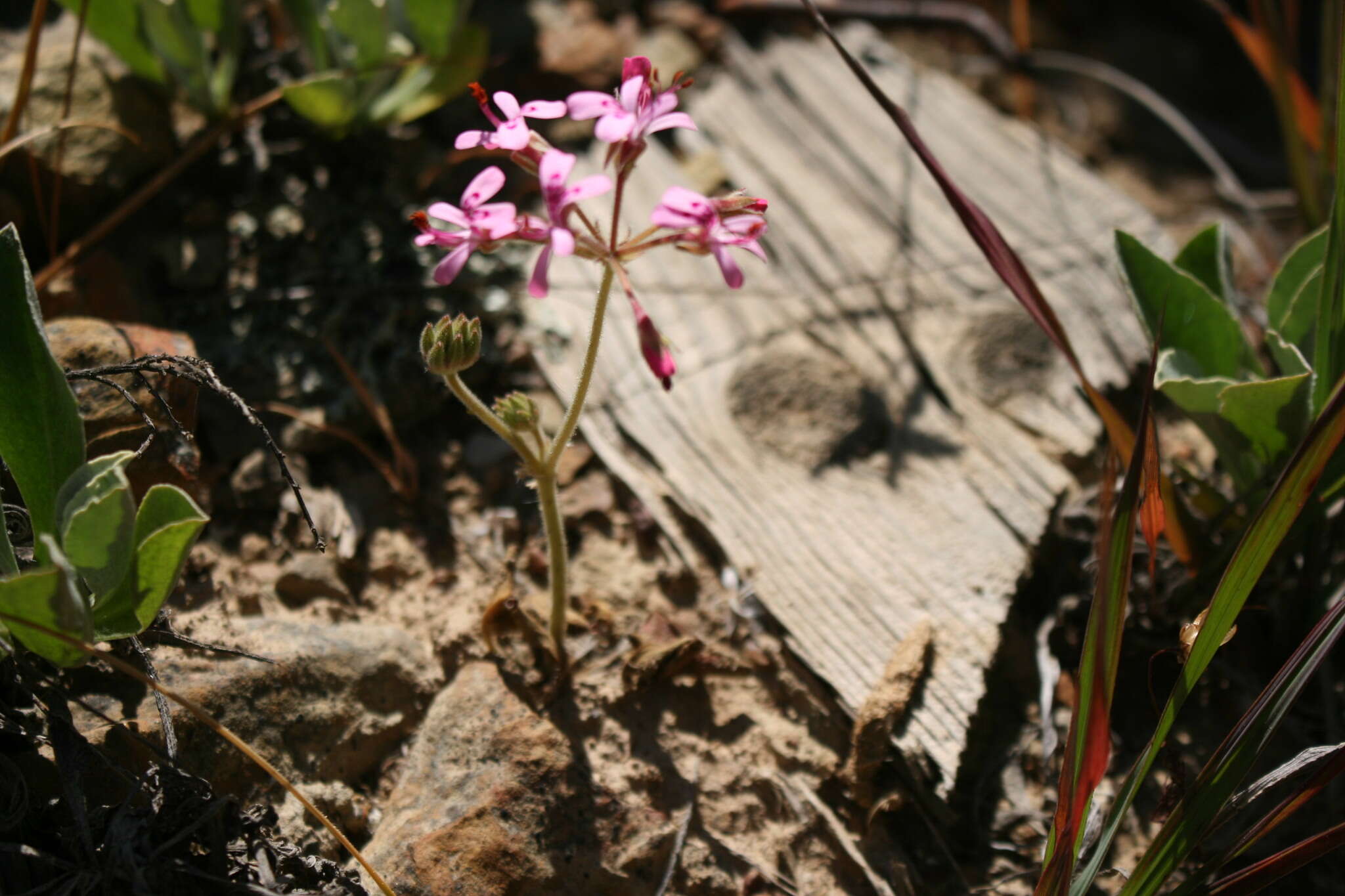 Image of Pelargonium triphyllum Jacq.