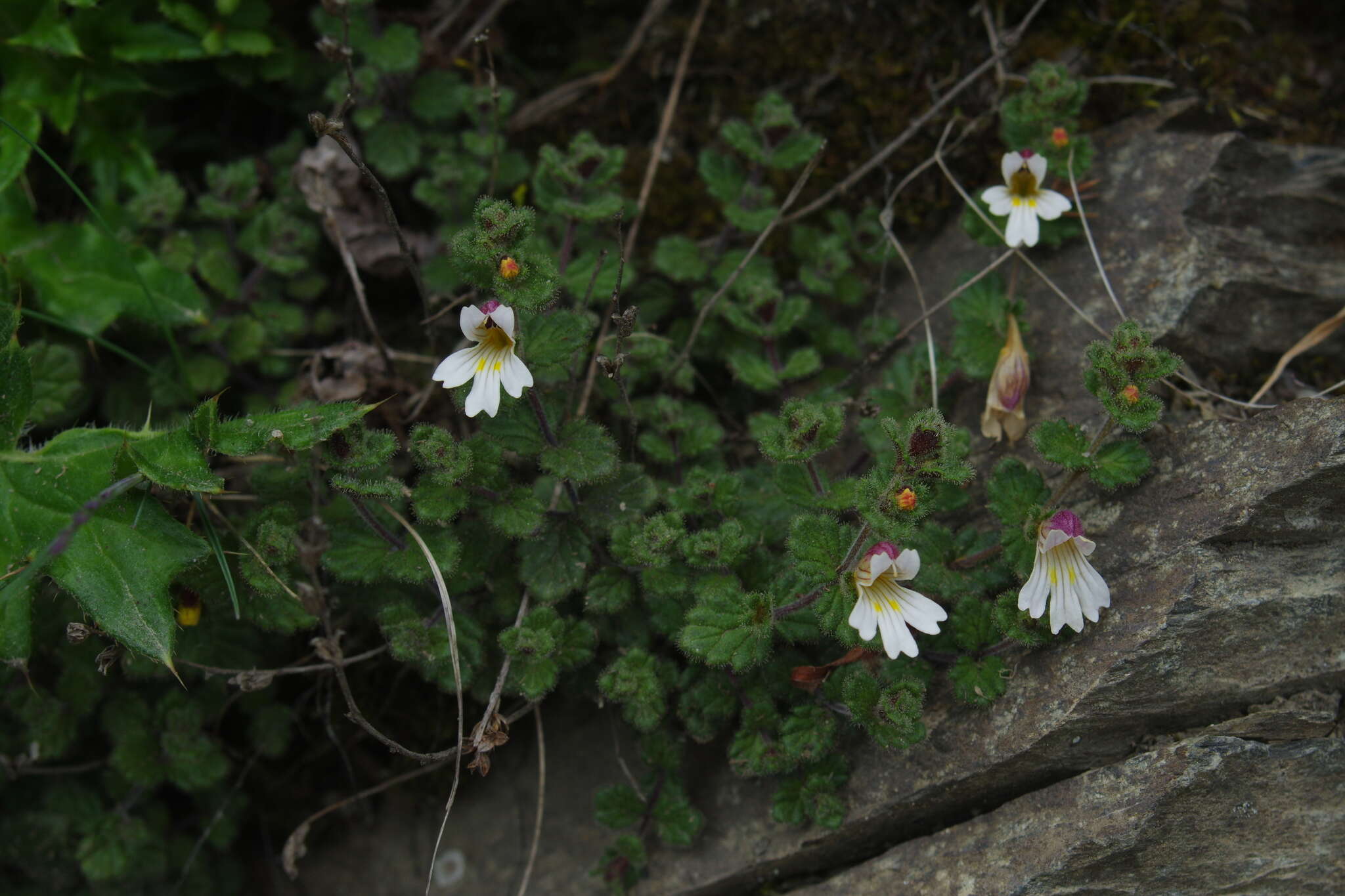 Image of Euphrasia transmorrisonensis var. durietziana (Ohwi) T. C. Huang & M. J. Wu