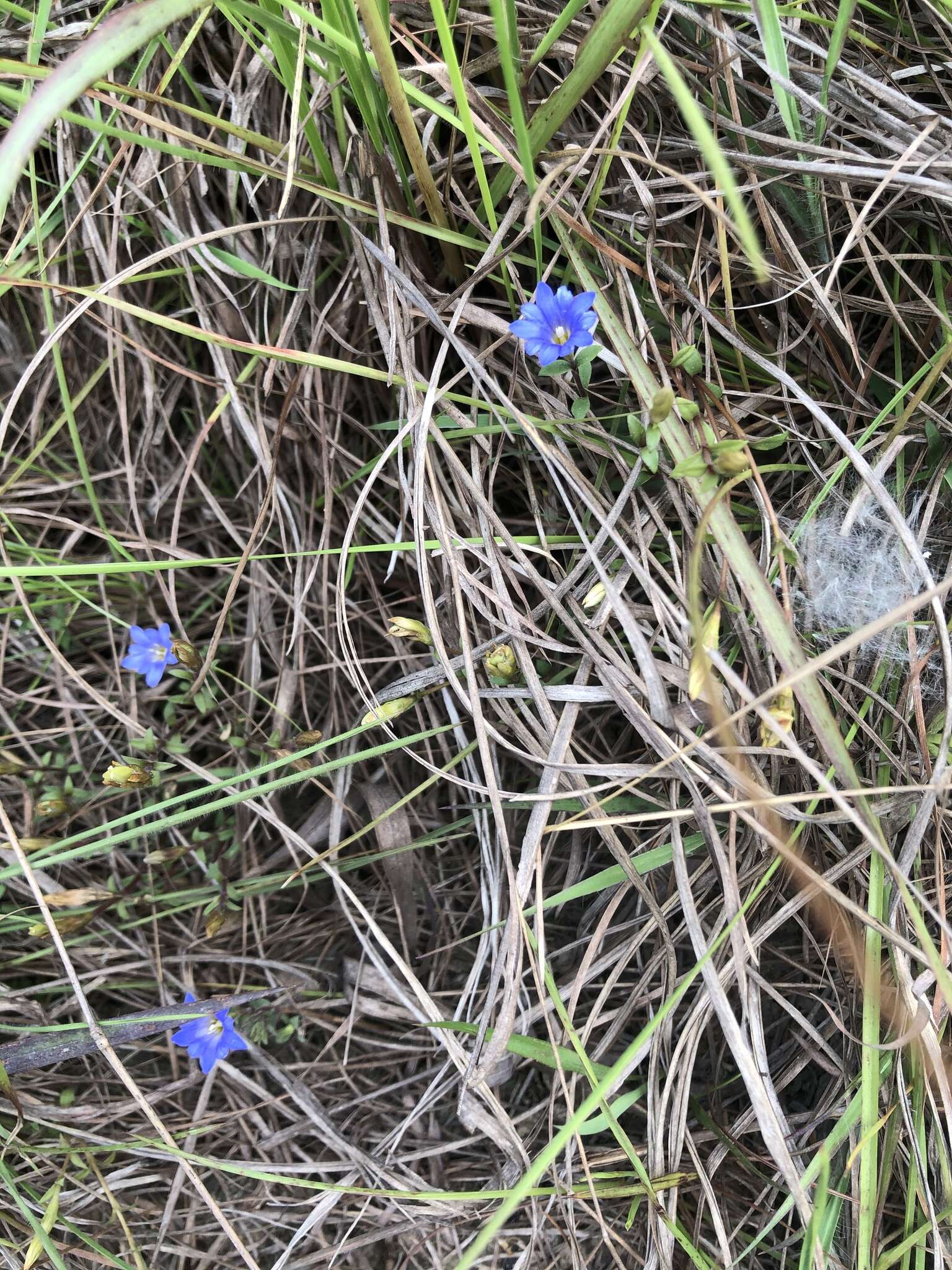 صورة <i>Gentiana loureiroi</i> (G. Don) Grisebach