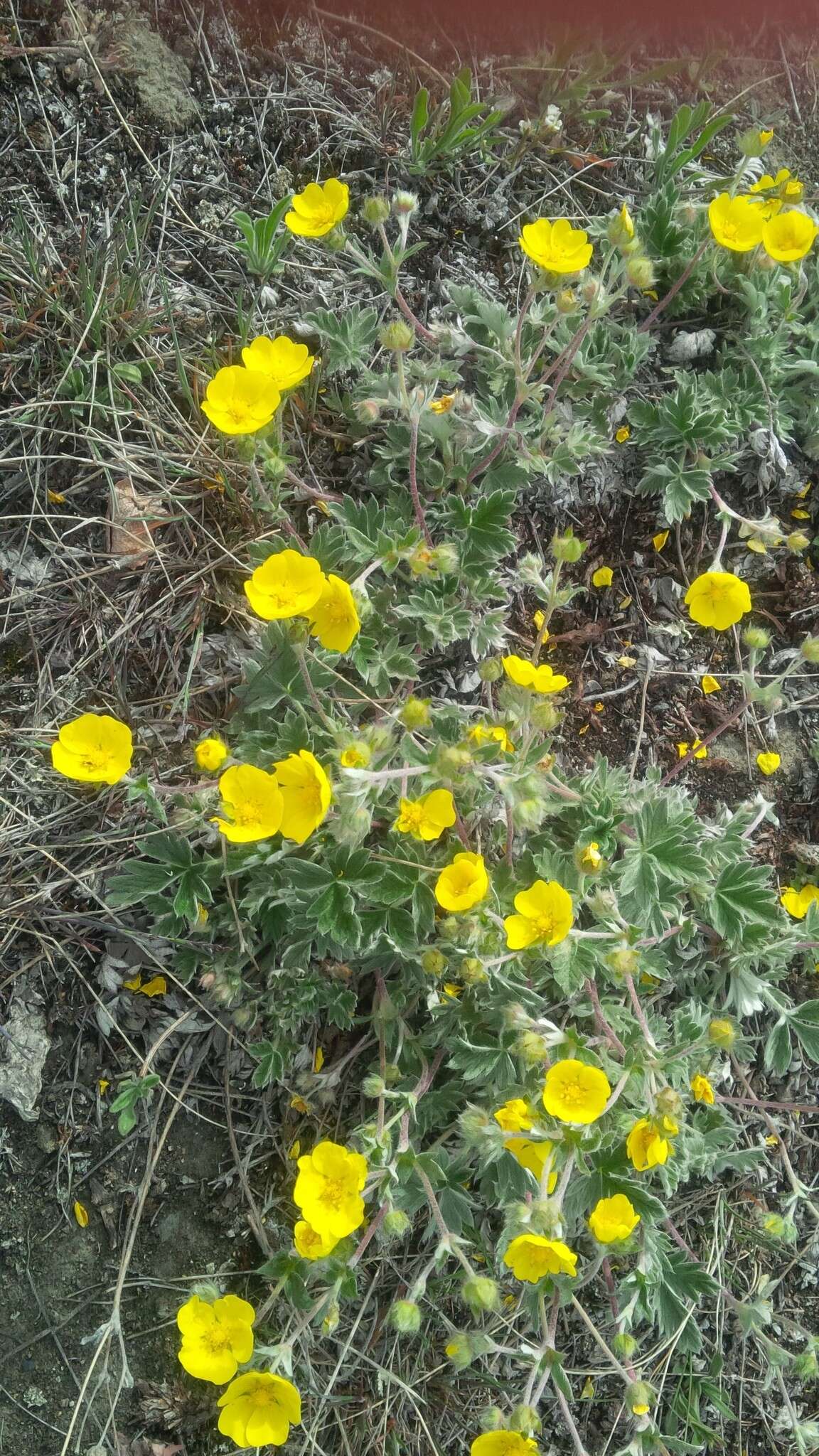 Image de Potentilla vulcanicola Juz.