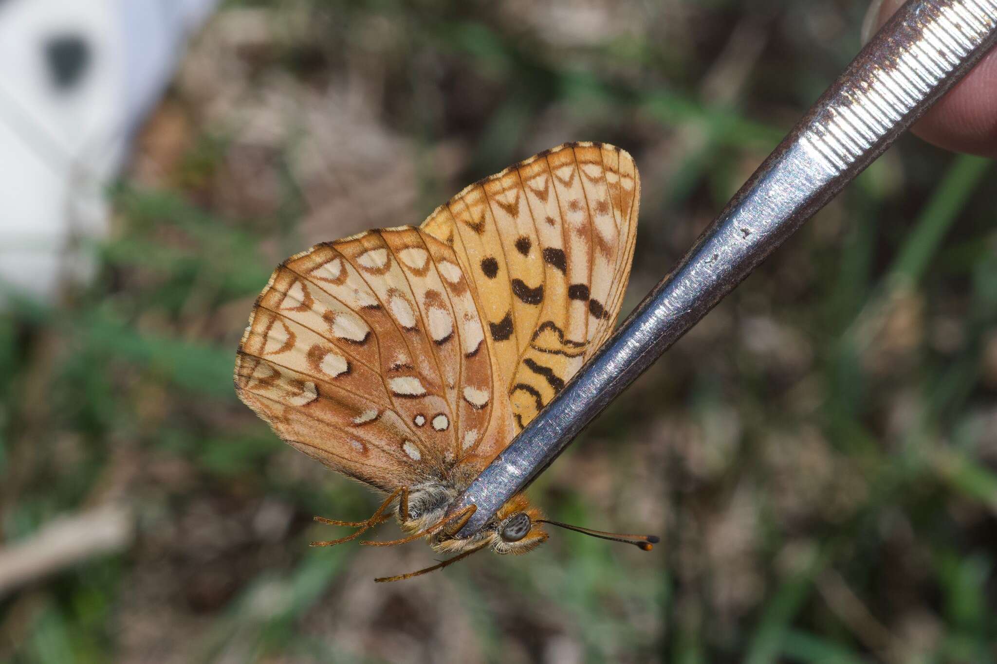 Image de Speyeria hesperis ratonensis Scott 1981