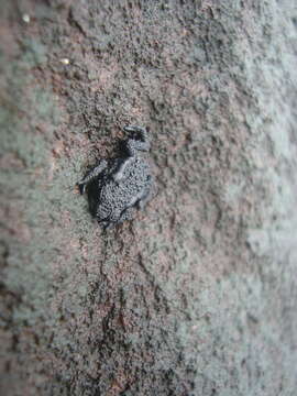 Image of Venezuela pebble toad