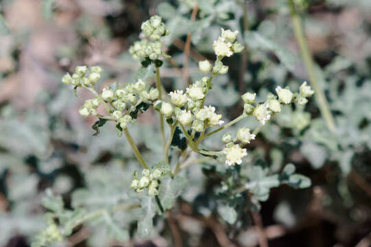 Parthenium incanum Kunth的圖片