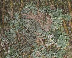 Image of wreath lichen