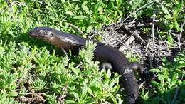 Image of King's Skink