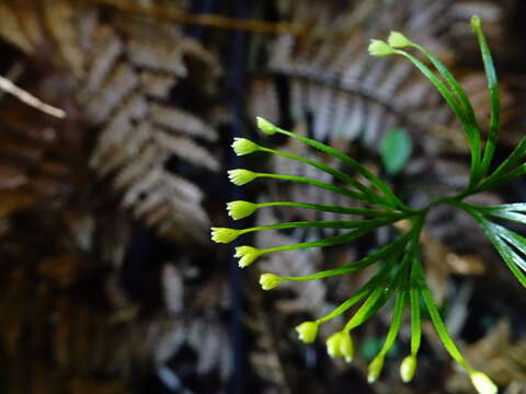 Imagem de Schizaea dichotoma (L.) Sm.