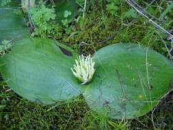 Image of Common Hedgehog Lily