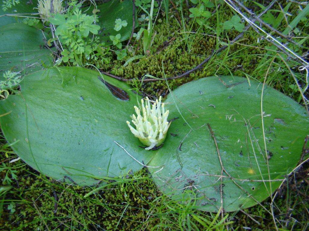 Image of Common Hedgehog Lily