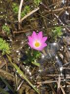 Image of marsh rose gentian