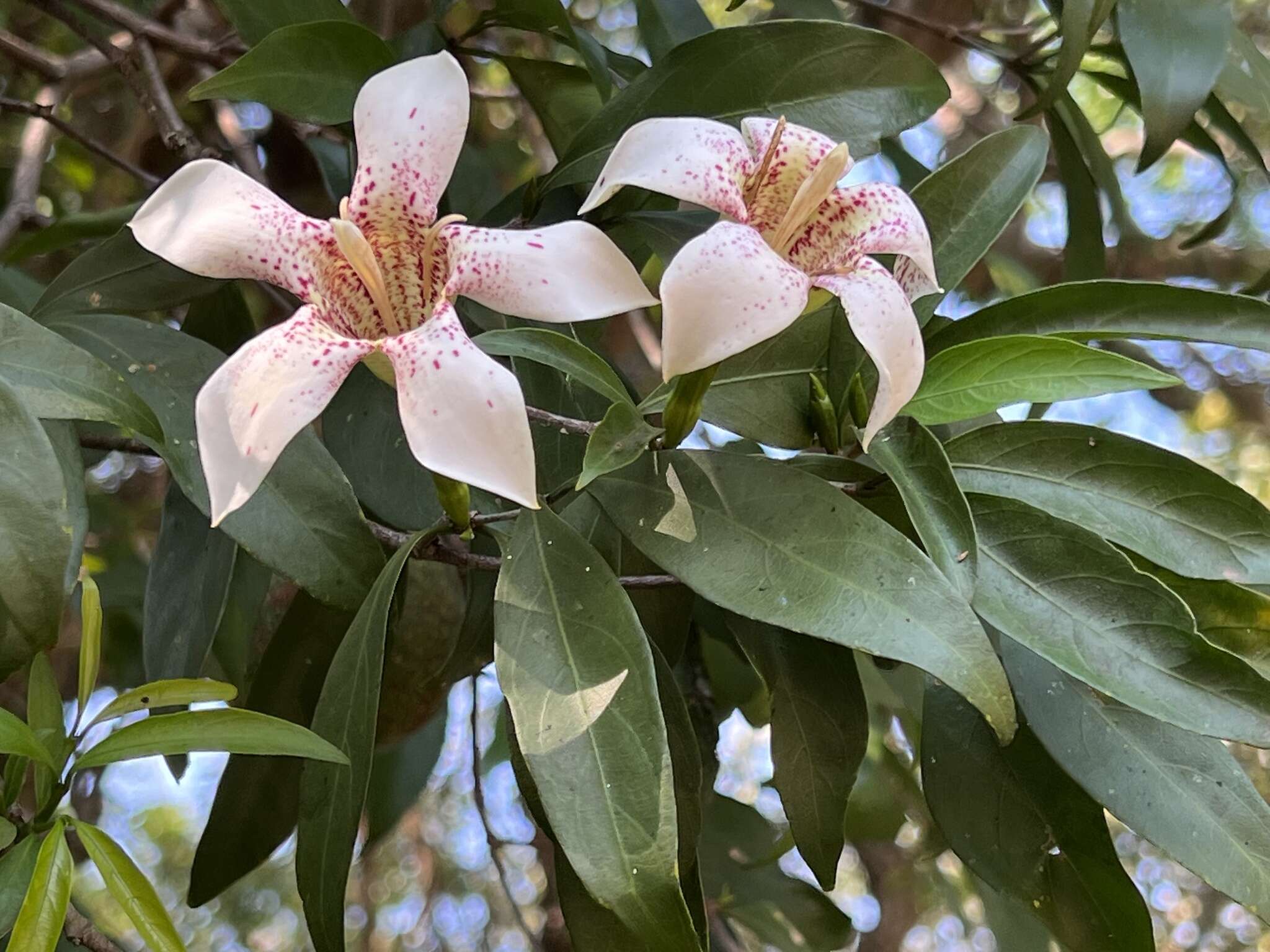 Image of Rothmannia fischeri (K. Schum.) Bullock ex Oberm.