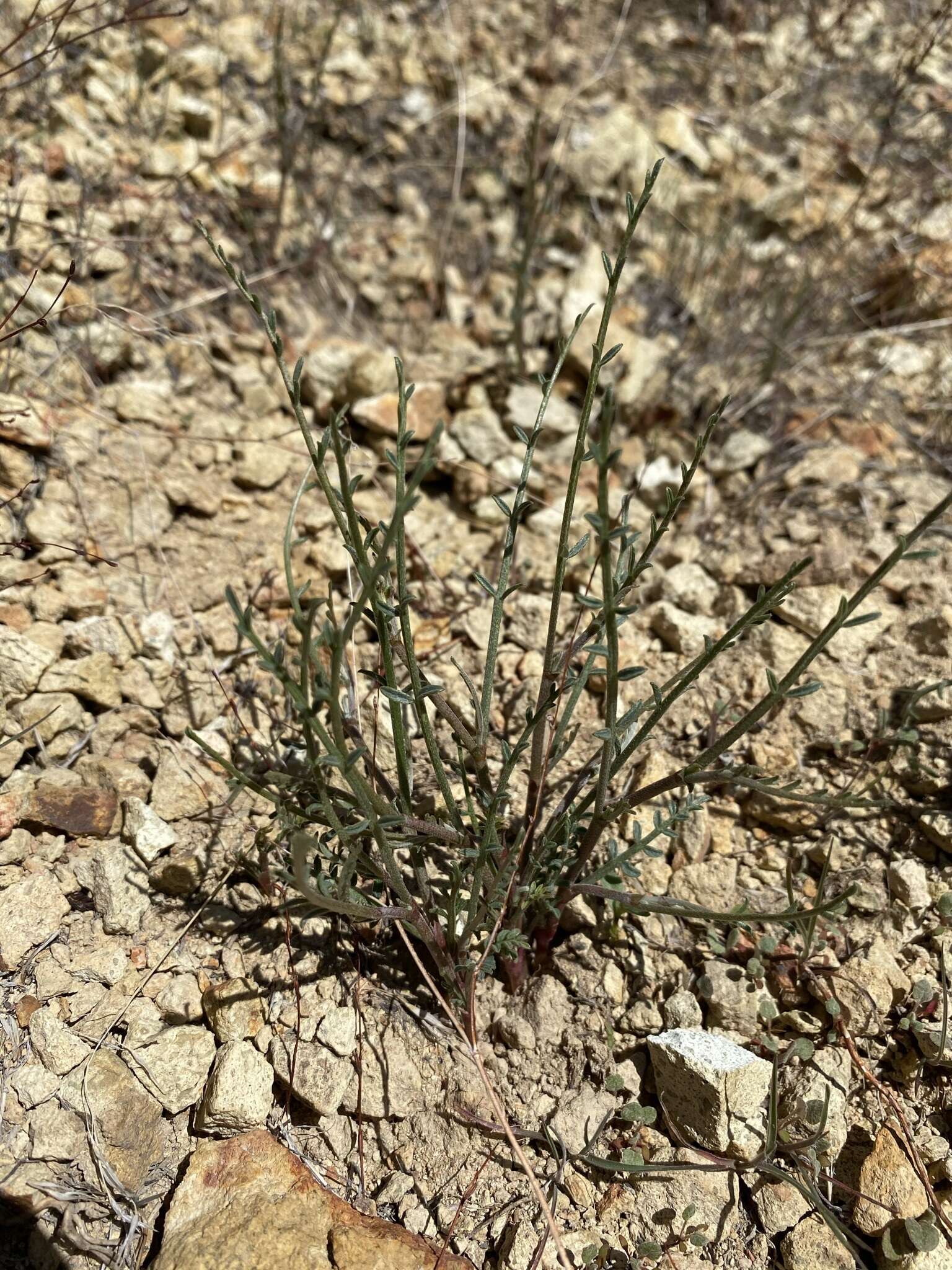 Imagem de Astragalus cusickii var. sterilis (Barneby) R. C. Barneby