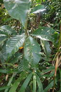 Image de Melicope semecarpifolia (Merr.) T. G. Hartley