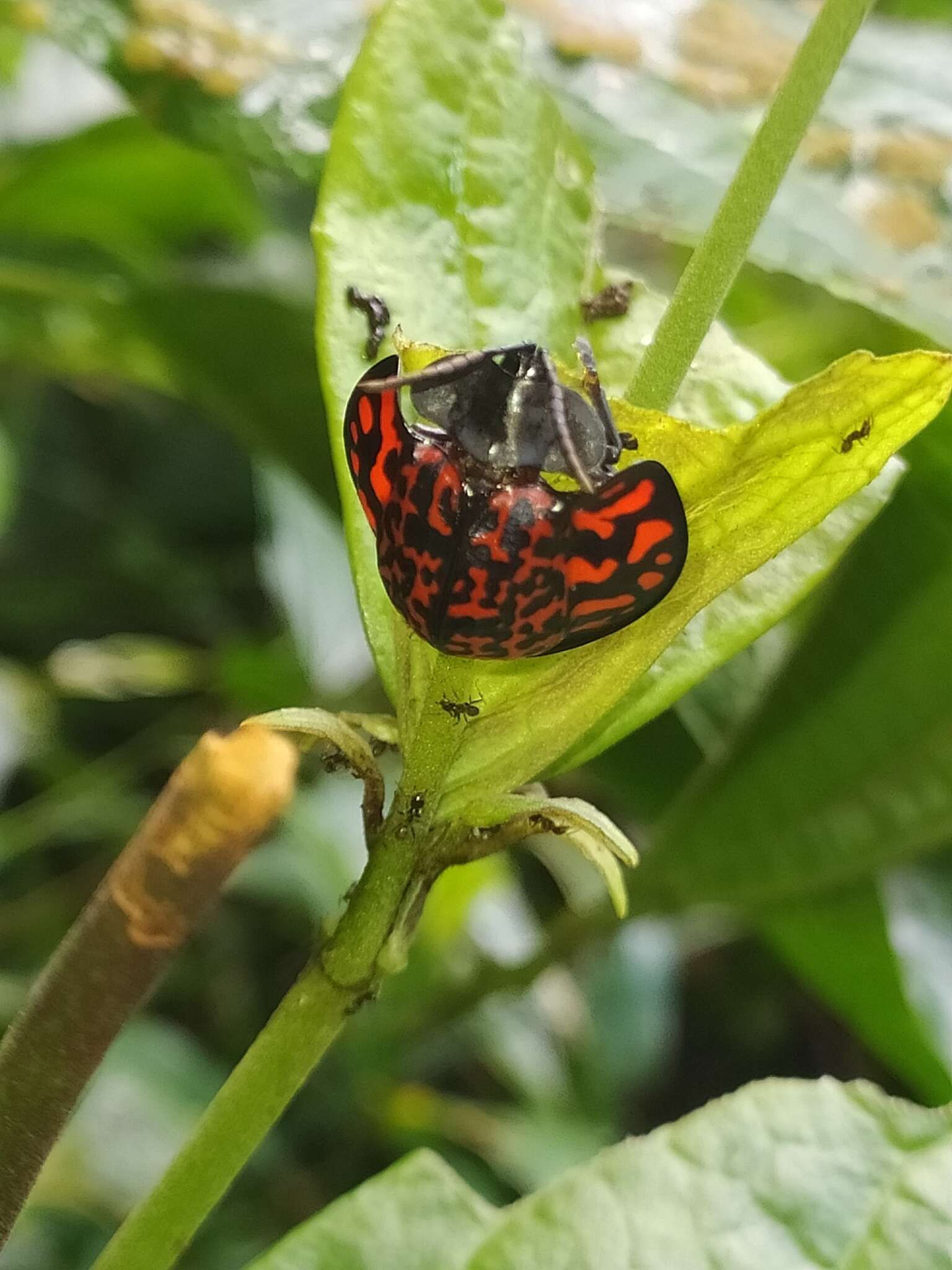 Image of Eugenysa venosa (Fabricius 1798)