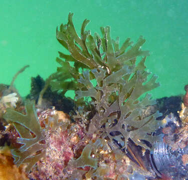 Image of Brown algae