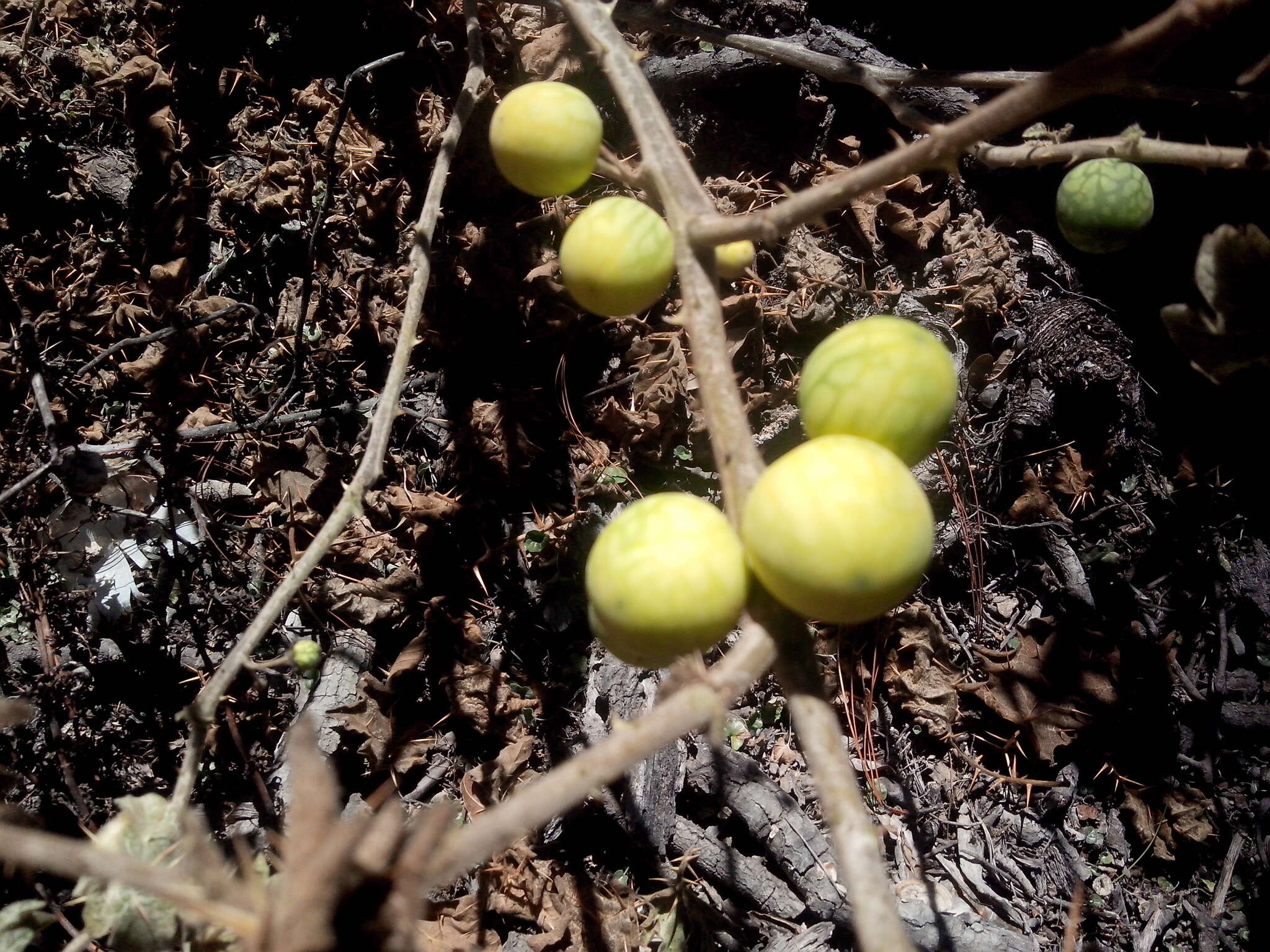 صورة Solanum myriacanthum Dun.