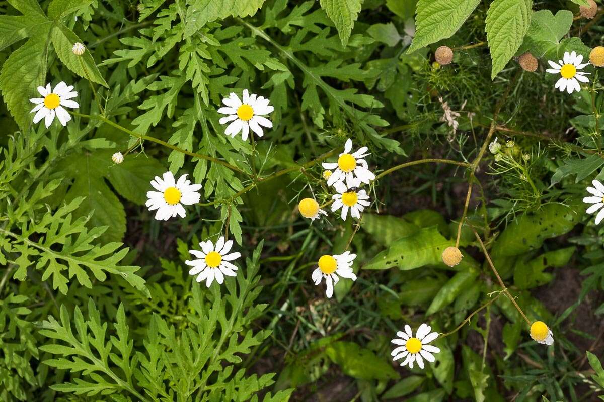 Image of False chamomile