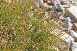 Carex elynoides Holm resmi