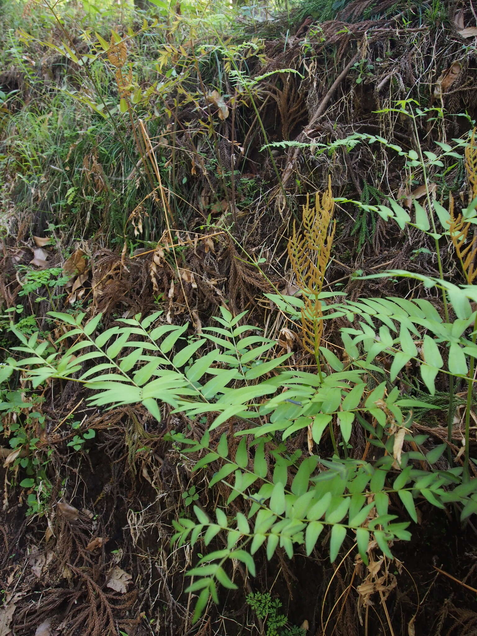 Слика од Osmunda japonica Thunb.