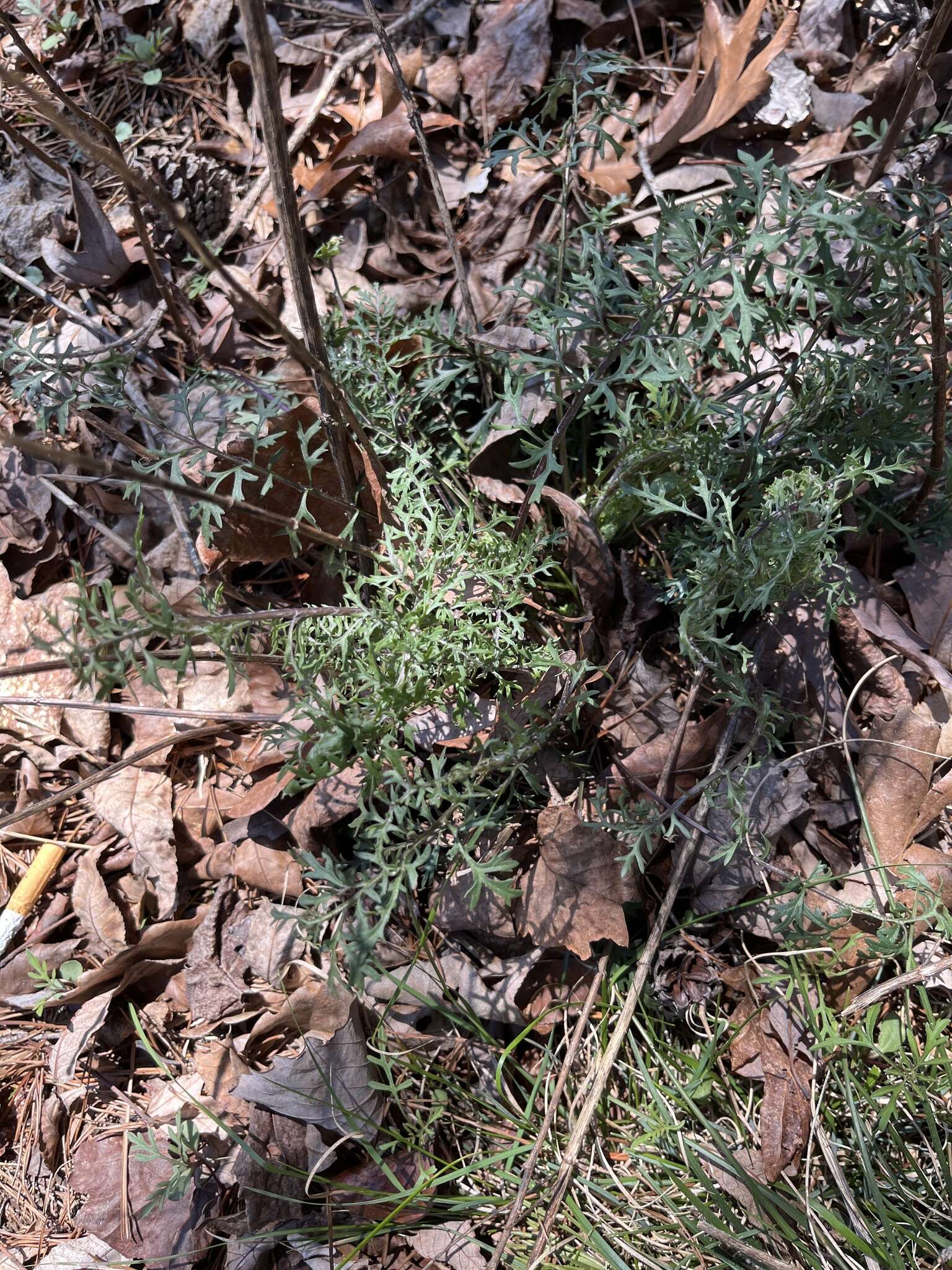 Image of Packera millefolia (T. & G.) W. A. Weber & Á. Löve