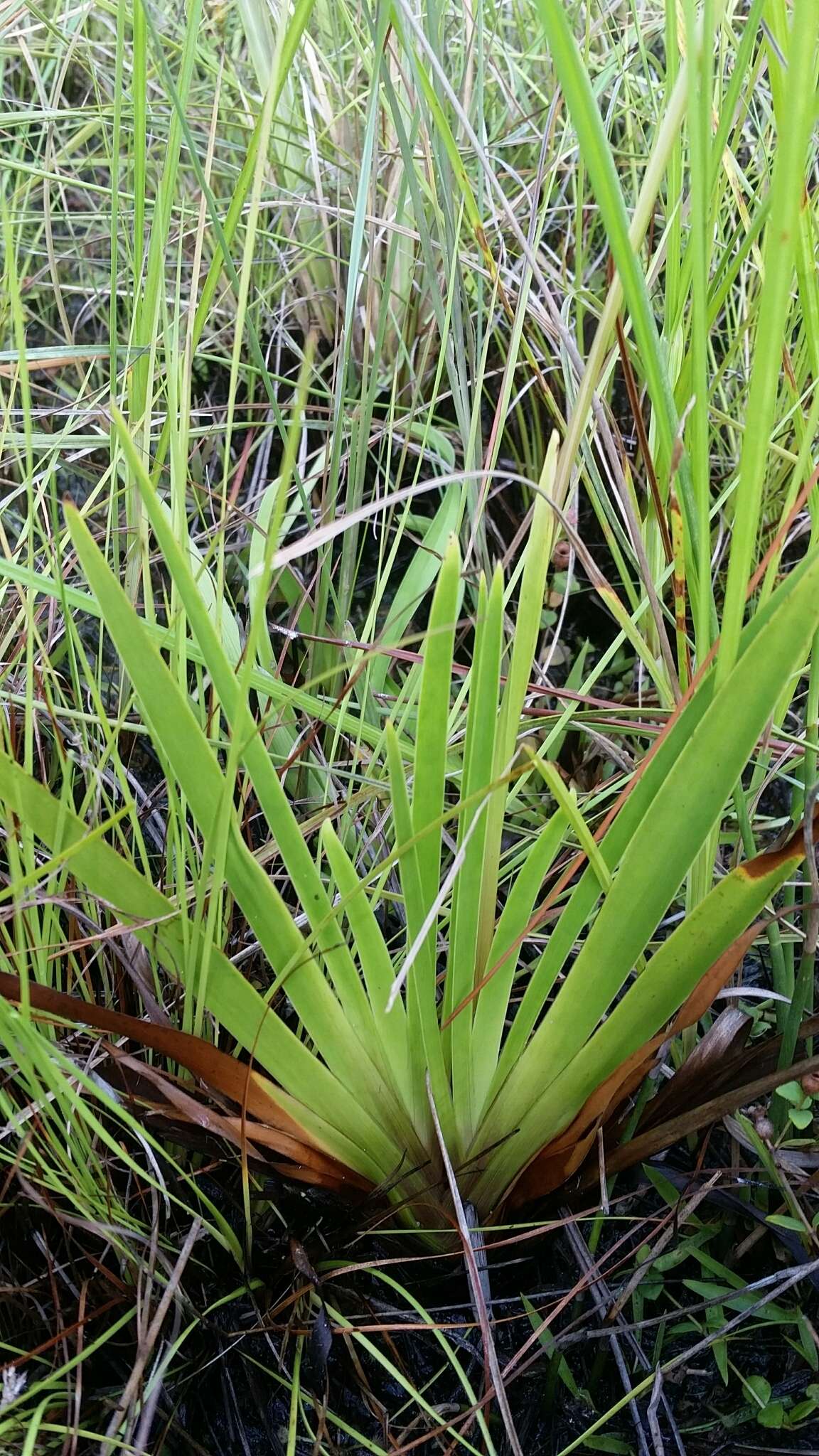 Image of Coastal-Plain Yellow-Eyed-Grass