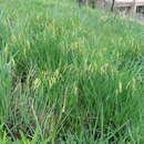 Image of Carex rhodesiaca Nelmes