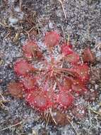 Image de Drosera cayennensis Sagot ex Diels