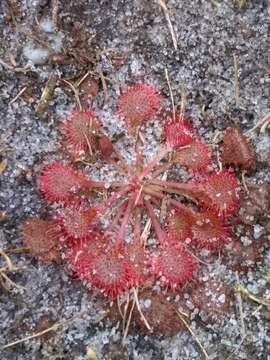 Image de Drosera cayennensis Sagot ex Diels