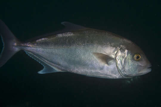 Image of Samson fish