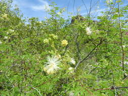 Plancia ëd Desmanthus covillei (Britton & Rose) B. L. Turner