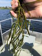 Image of Flat-Stem Pondweed