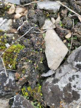 Image of Heppia adglutinata (Kremp.) A. Massal.