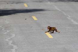 Macaca arctoides (I. Geoffroy Saint-Hilaire 1831) resmi