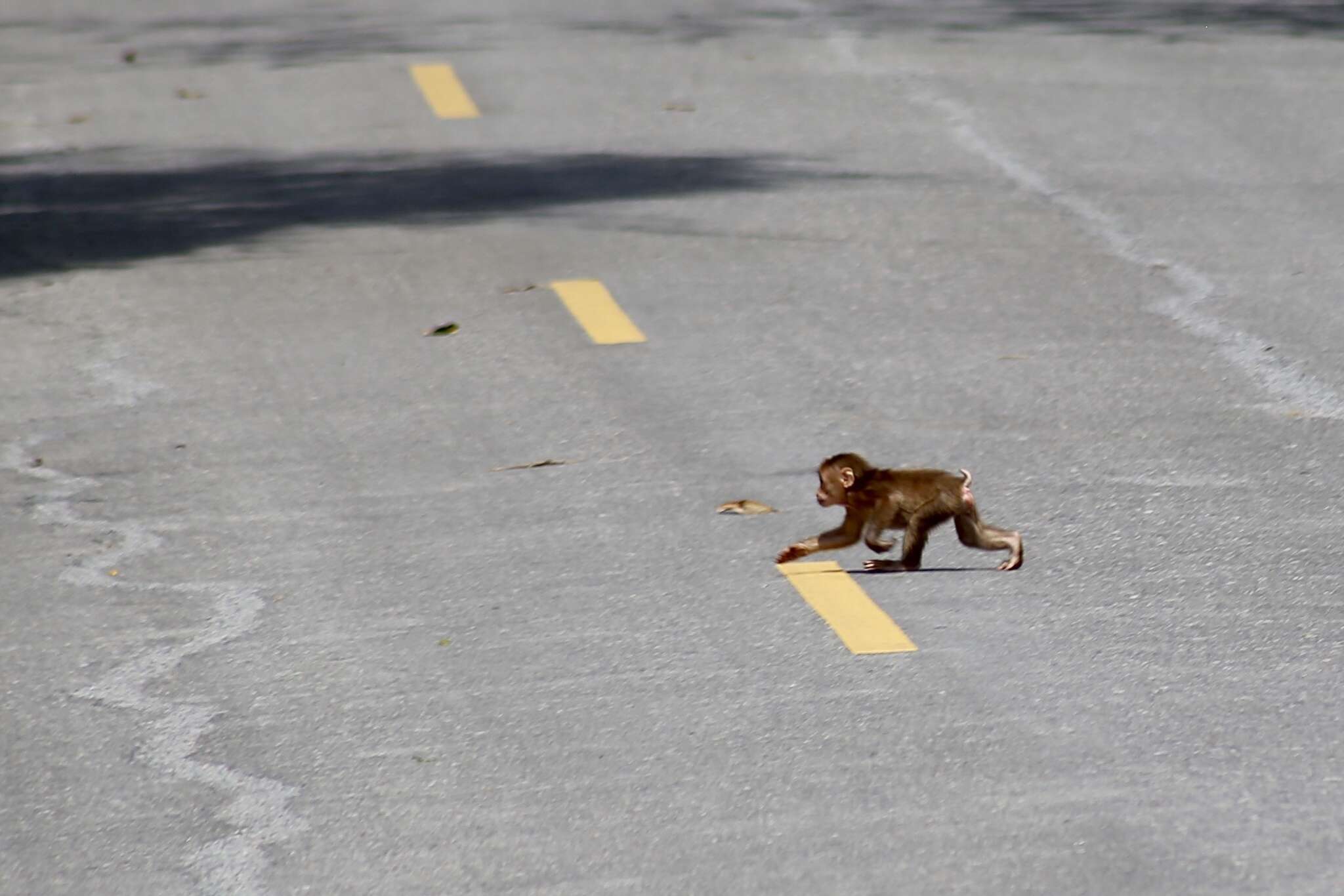 Image of Bear Macaque