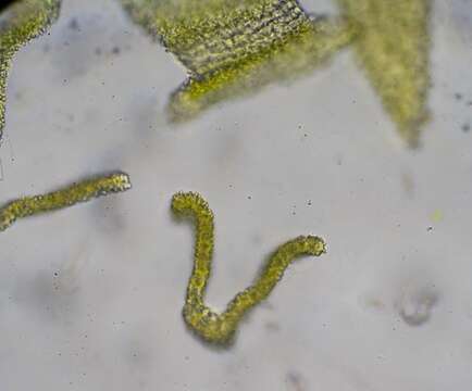 Image of racomitrium moss