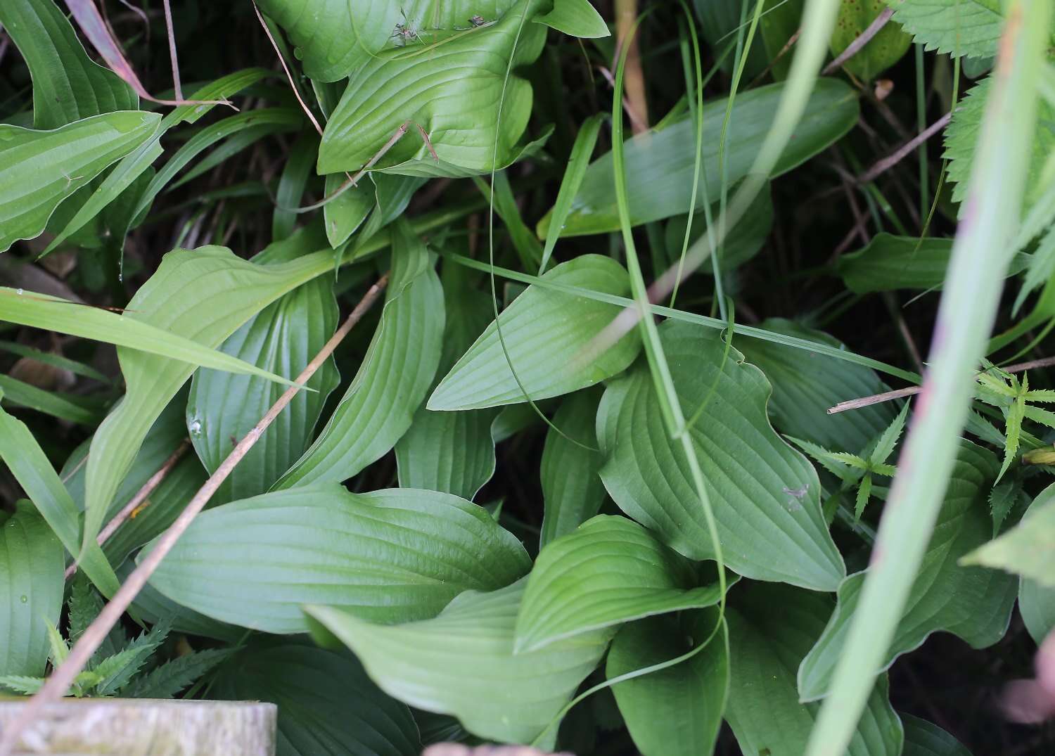 Image of Hosta sieboldii (Paxton) J. W. Ingram