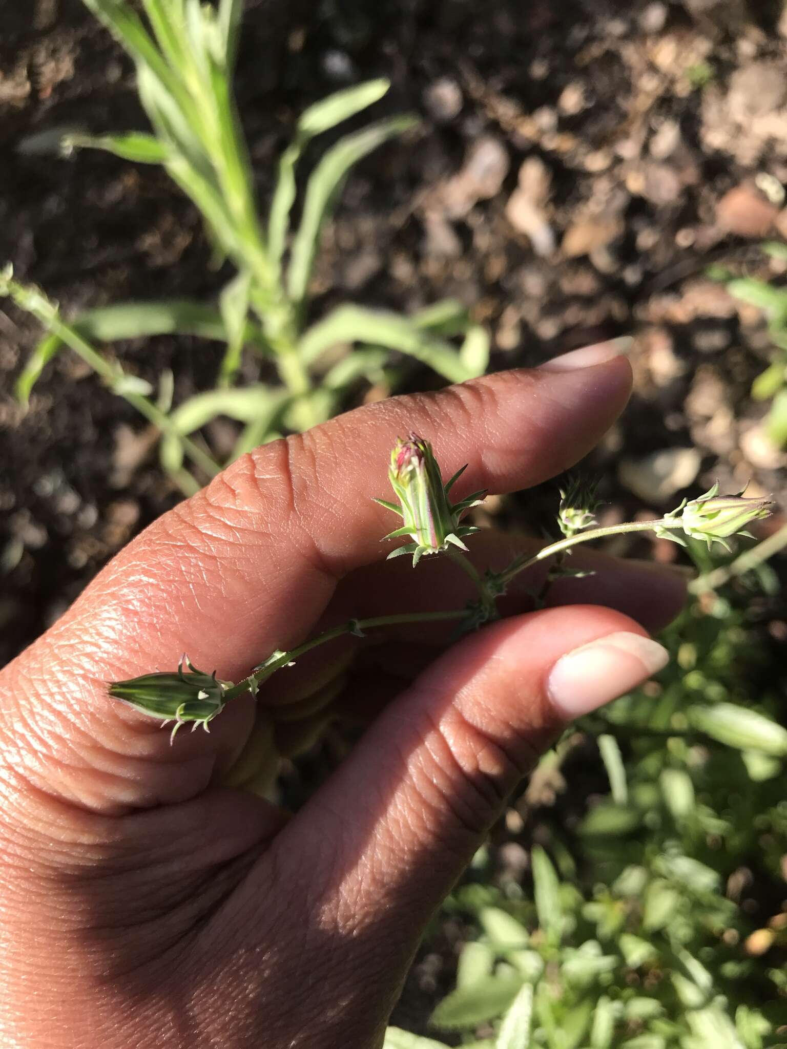 Image of California plumeseed