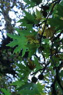 Plancia ëd Platanus orientalis L.