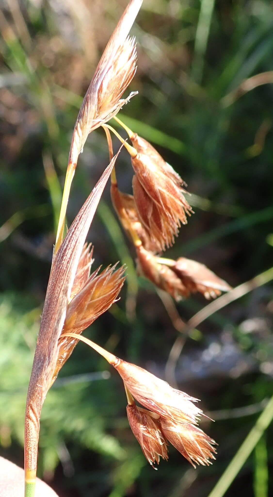 Image of Thamnochortus glaber (Mast.) Pillans