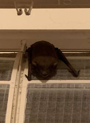 Image of Asiatic Lesser Yellow House Bat