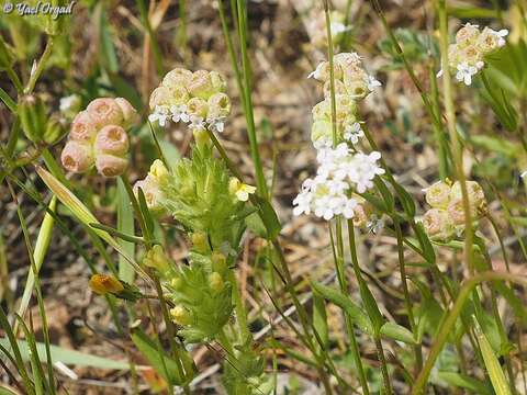 Image of Valerianella vesicaria (L.) Moench