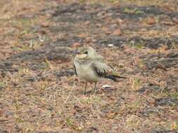 Image of Little Pratincole