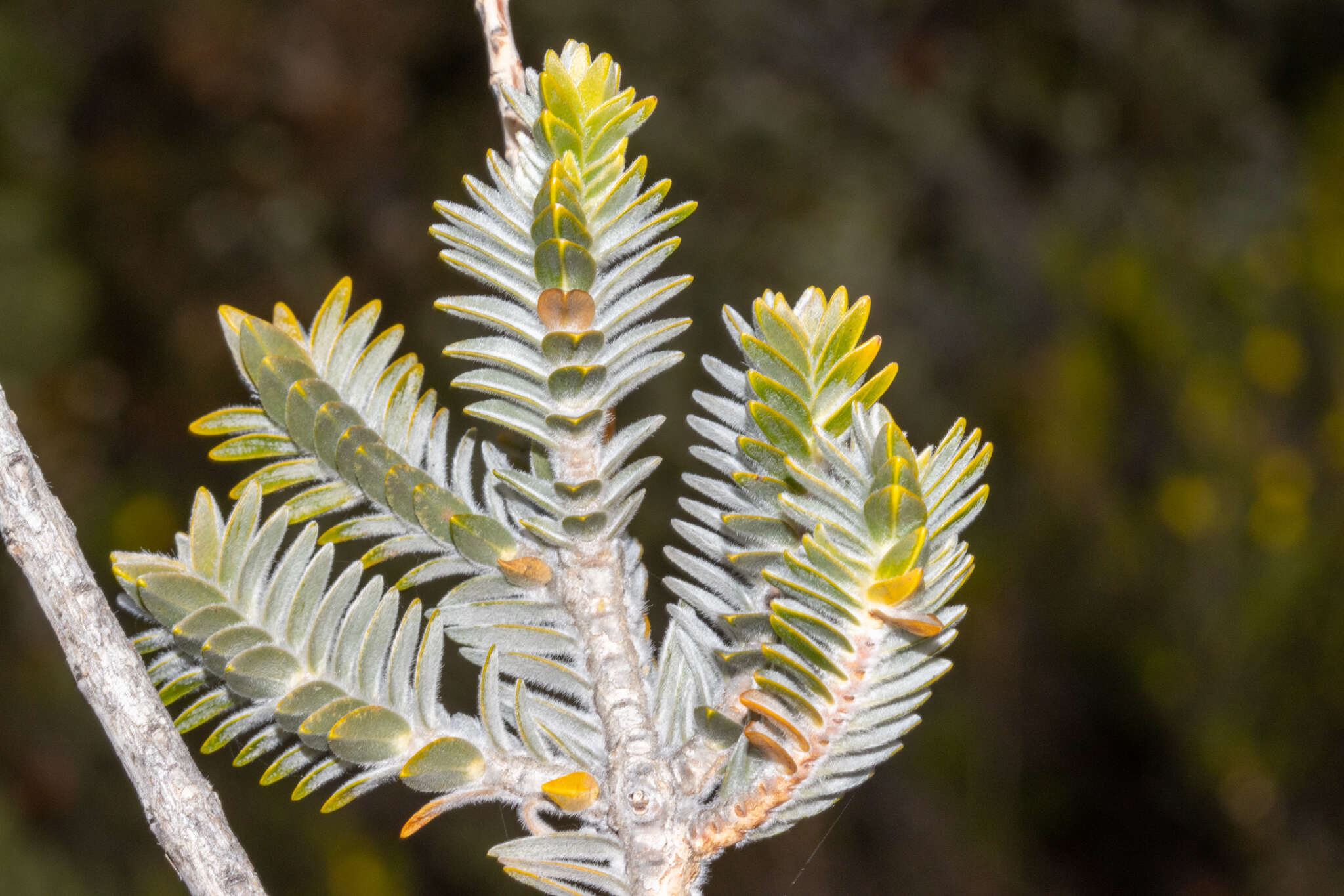 Image of Melaleuca velutina (Turcz.) Craven & R. D. Edwards