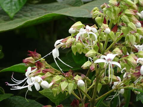 Imagem de Clerodendrum infortunatum L.