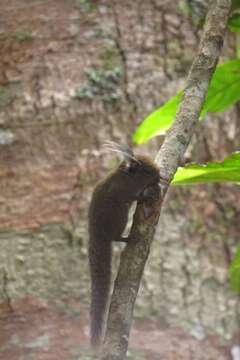 Image of Tufted Pygmy Squirrel