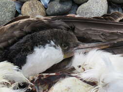 Image of Imperial Shag