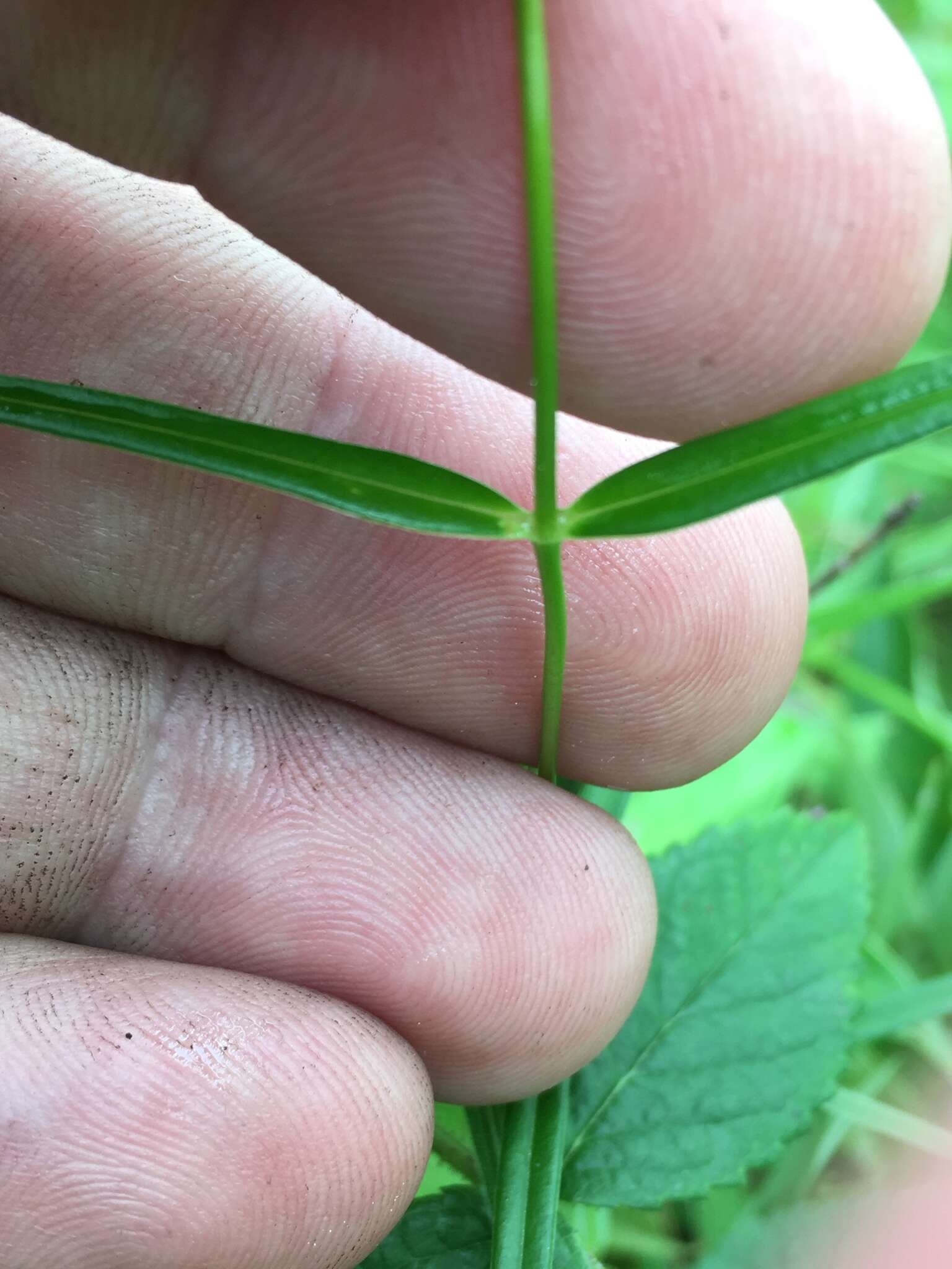 Imagem de Phlox glaberrima subsp. interior (Wherry) Wherry