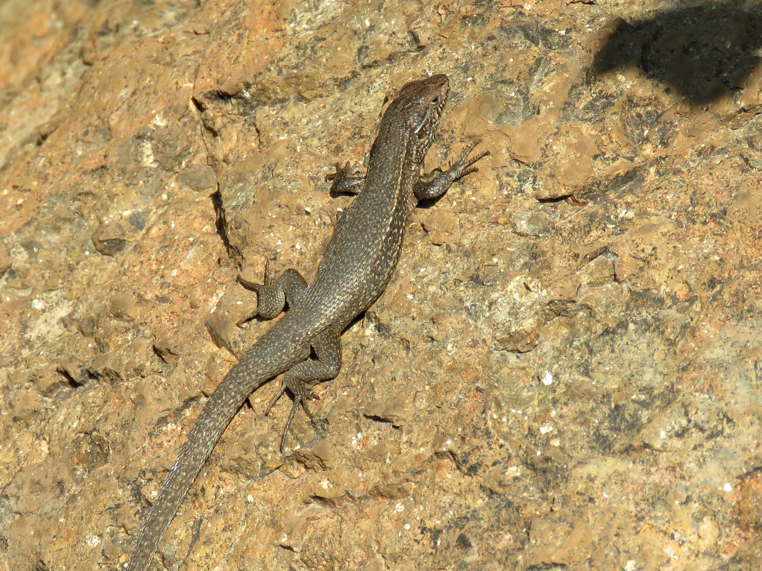 Image of Brown Tree Iguana