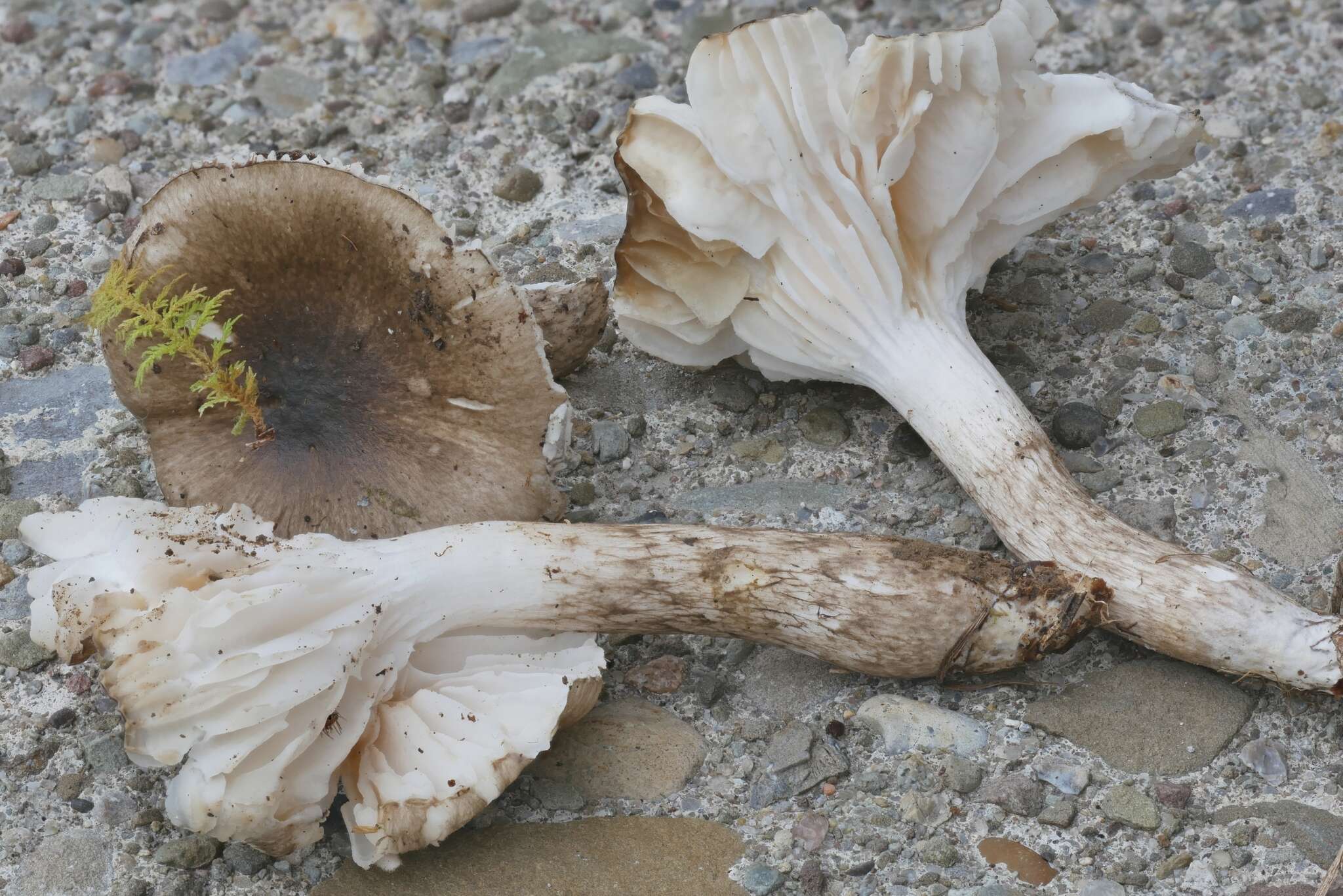 Слика од Hygrophorus olivaceoalbus (Fr.) Fr. 1838